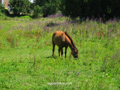 Caballo en S�rdoma. 