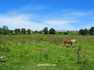 Caballo en S�rdoma. 
