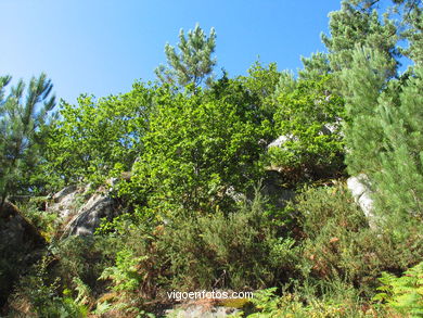 Nature park of a guieira. Nature parks. 