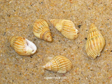Nassarius Incrassatus (Margarita).