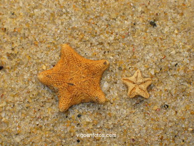 Asterina Gibbosa (Estrella de capit�n). 