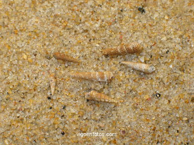 Bittium Reticulatum. 