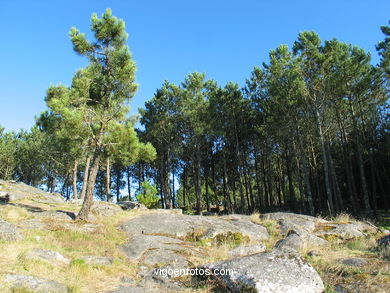 Parque Forestal de Coruxo (Vigo). 