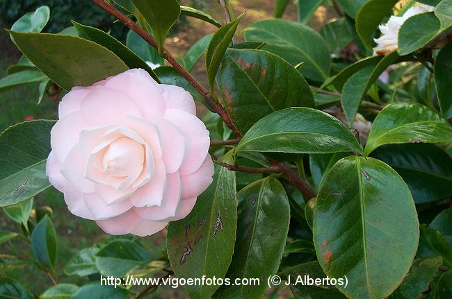 FOTOS DE FLORES DE JARDÍN - VIGO. GALICIA - P3