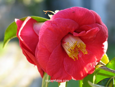 Flores de jard�n. 