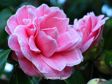 Flores de jard�n. 