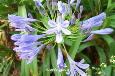 Flores de jard�n. 