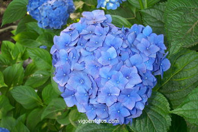 Flores de jard�n. 