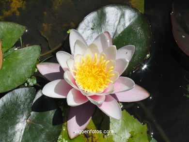 Flores de jard�n. 