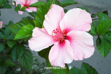 Flores de jard�n. 
