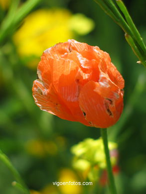 Papaver dubium (Amapola). 