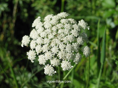 Oenanthe crocata (cabo del diablo). 