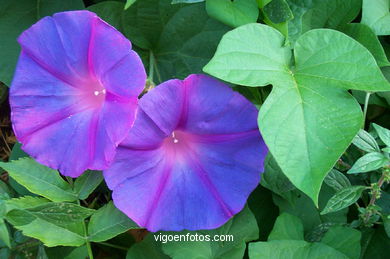Ipomoea acuminata
-  (Map location). 
