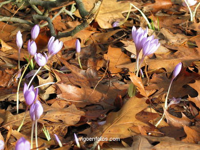 Flores y plantas silvestres (Vigo).
