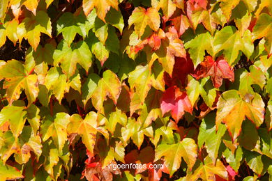 Autumn leaves . Flora and fauna. 