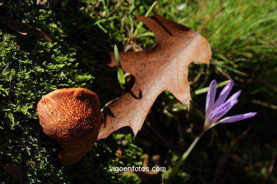 Autumn leaves . Flora and fauna. 
