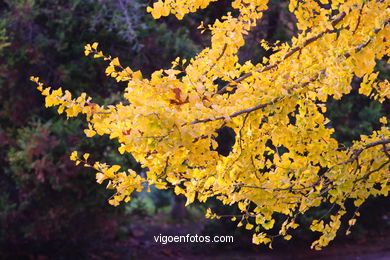 Autumn leaves . Flora and fauna. 