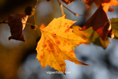 Autumn leaves . Flora and fauna. 