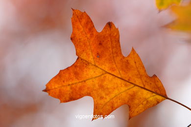 Autumn leaves . Flora and fauna. 
