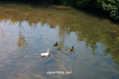 Fluvial walk of Lagares river. 