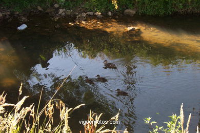Fluvial walk of lagares river
(Sea, river and dams)
. 