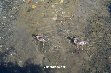 Paseo fluvial del r�o Lagares. 