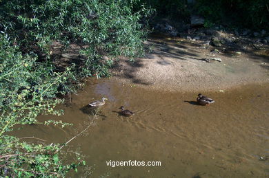 Fluvial walk of Lagares river.