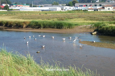 Fluvial walk of Lagares river. 