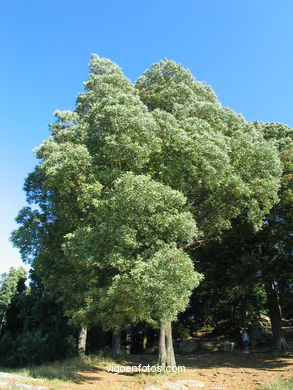 Parque Forestal de la Madroa en Teis (Vigo).