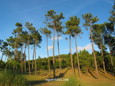 Parque forestal de Oia (Vigo). 