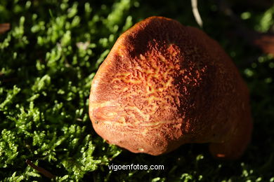 Autumn Landscapes. Flora and fauna. 