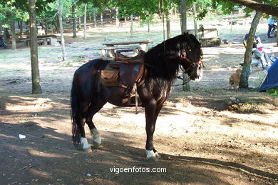 Forest park of 'Los Pozos'. 