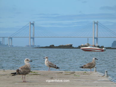 Paisajes de la R�a de Vigo. 