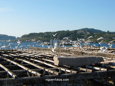Paisajes de la R�a de Vigo. 