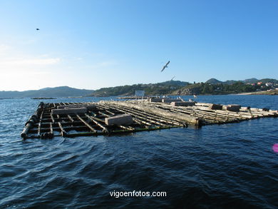 Paisajes de la R�a de Vigo. 