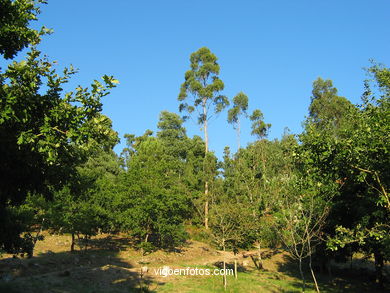 Parque forestal de Sai�ns (Vigo). 