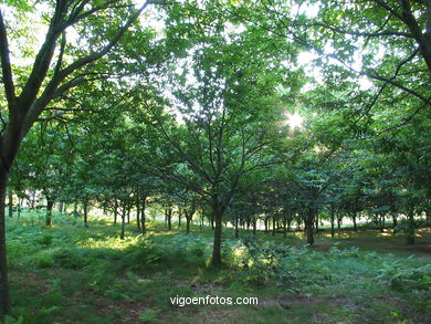 Parque Forestal Vixiador (Vigo). 