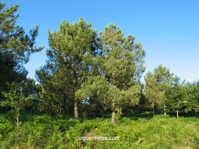 Parque Forestal Vixiador (Vigo). 