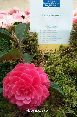 Exposición de la camelia 2002.
