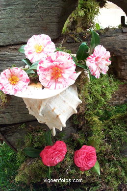 Exposición de la camelia 2002.