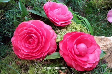 Exposición de la camelia 2002.