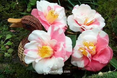 Exposición de la camelia 2002.