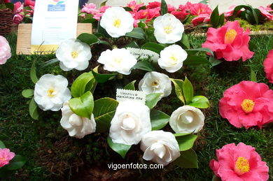 Exposición de la camelia 2002.