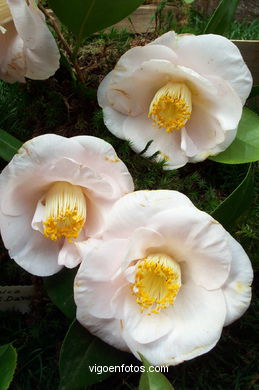 Exposición de la camelia 2002.
