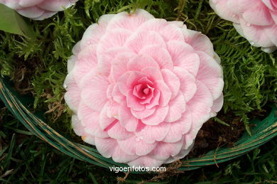 Exposición de la camelia 2002.