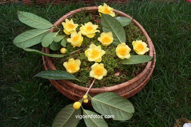 Exposici�n de la camelia 2002. 