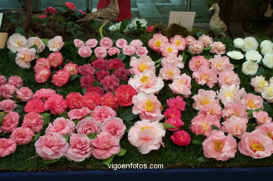 Exposici�n de la camelia 2002. 