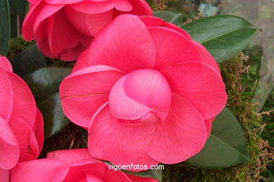 Exposición de la Camelia 2002 en en Ayuntamiento de Vigo.