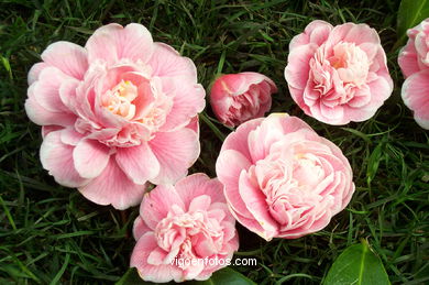 Exposición de la Camelia 2002 en en Ayuntamiento de Vigo.