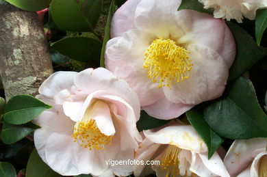 Exposición de la Camelia 2002 en en Ayuntamiento de Vigo.